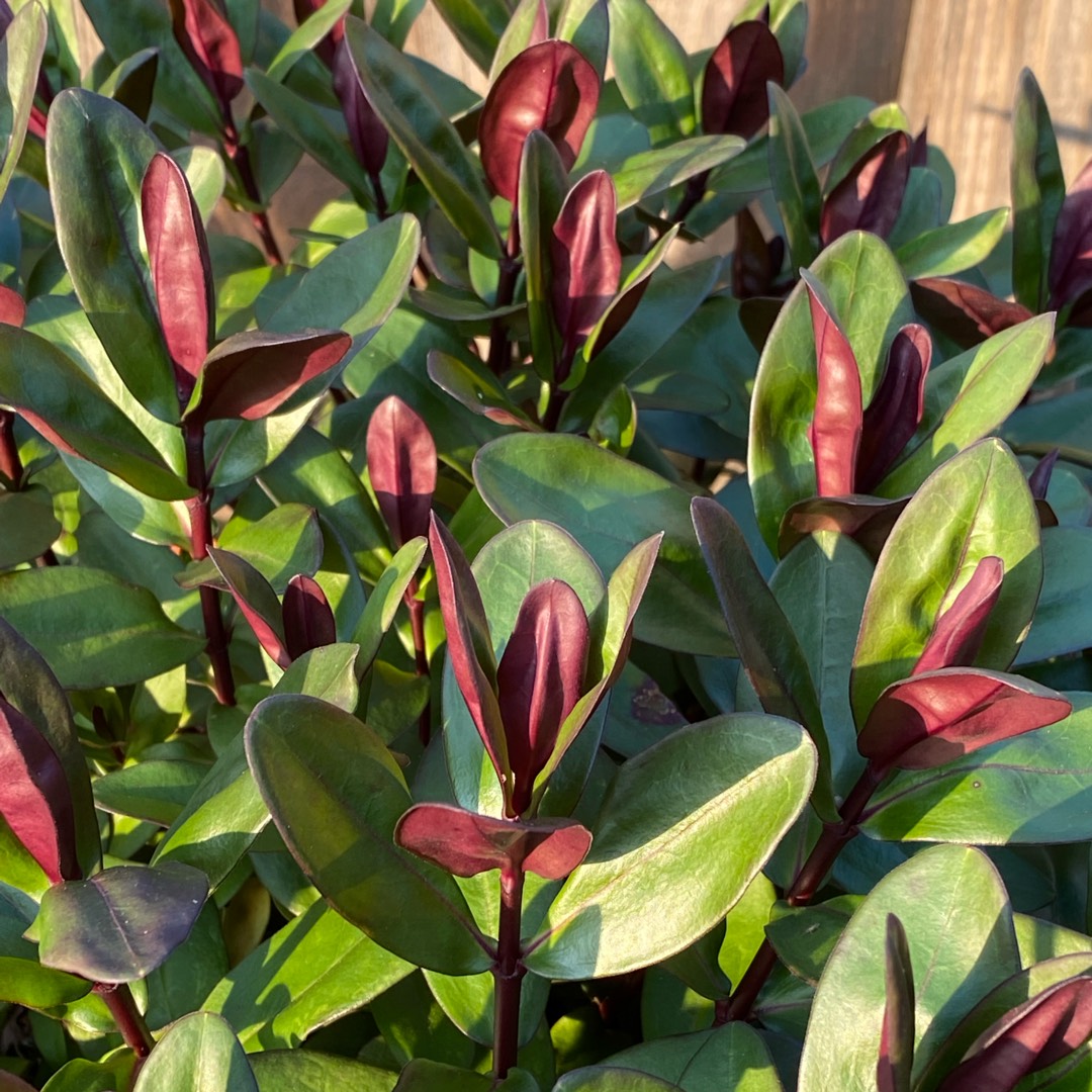 Shrubby Veronica Santa Monica in the GardenTags plant encyclopedia