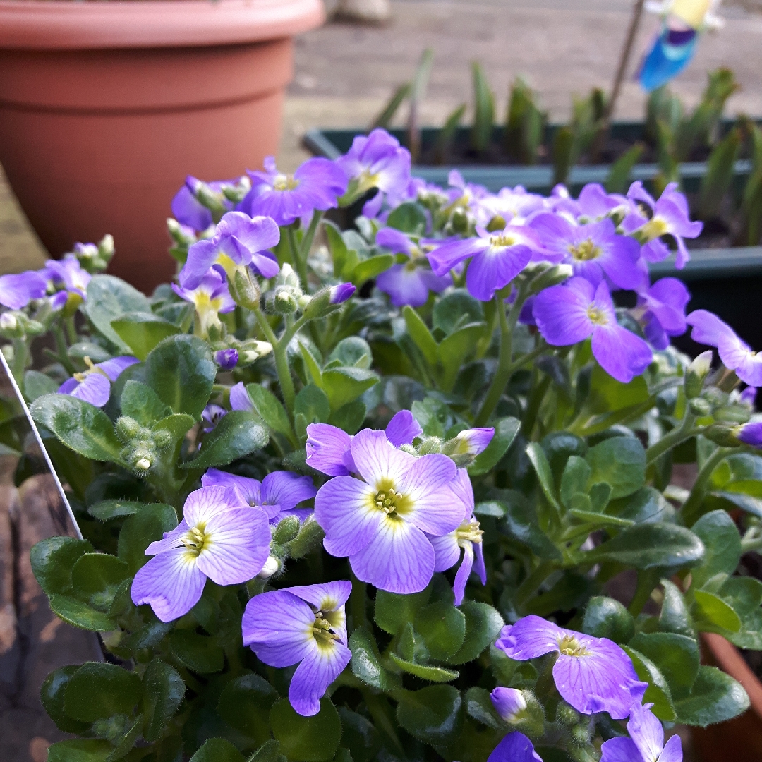 Rock Cress Axcent Glacier Light Blue with Eye in the GardenTags plant encyclopedia