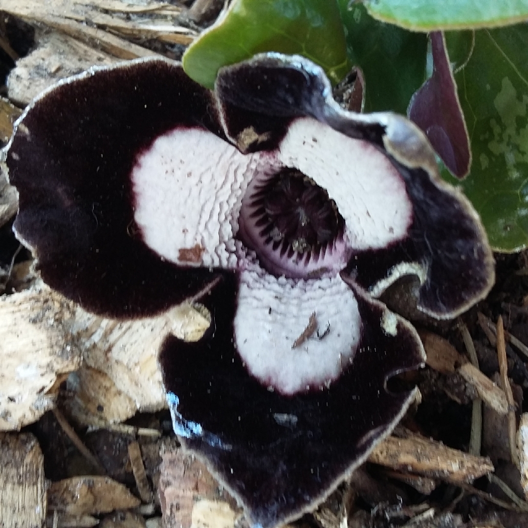 Chinese Giant Wild Ginger in the GardenTags plant encyclopedia