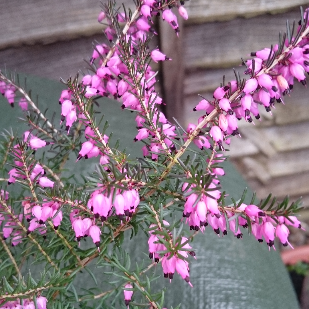 Darley Dale Heath Kramers Rote in the GardenTags plant encyclopedia