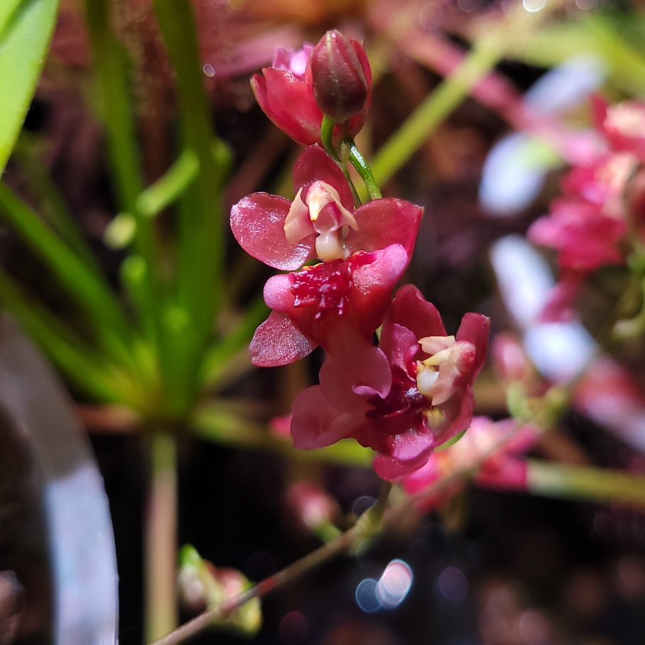 Oncidium Twinkle Red in the GardenTags plant encyclopedia