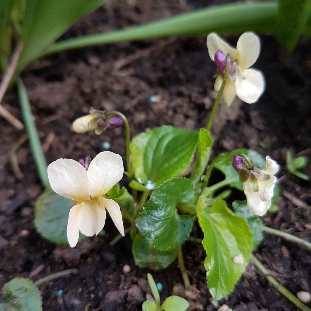 Viola Miracle Vanilla White in the GardenTags plant encyclopedia