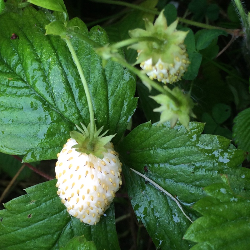 Woodland Strawberry Alba in the GardenTags plant encyclopedia