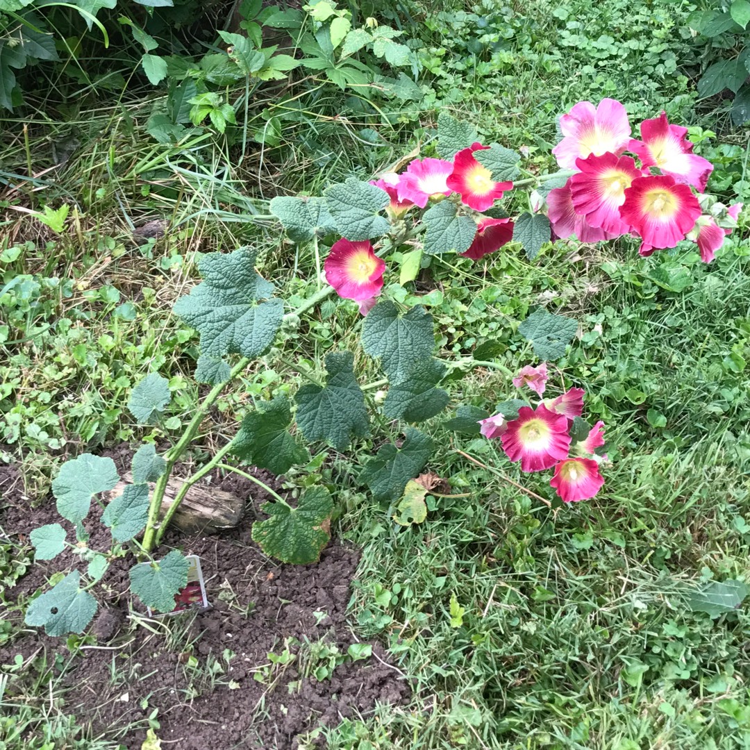 Hollyhock Halo Mix in the GardenTags plant encyclopedia