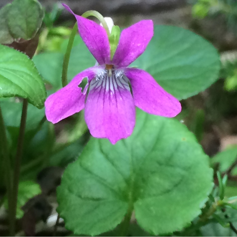 Pink Dog-violet in the GardenTags plant encyclopedia