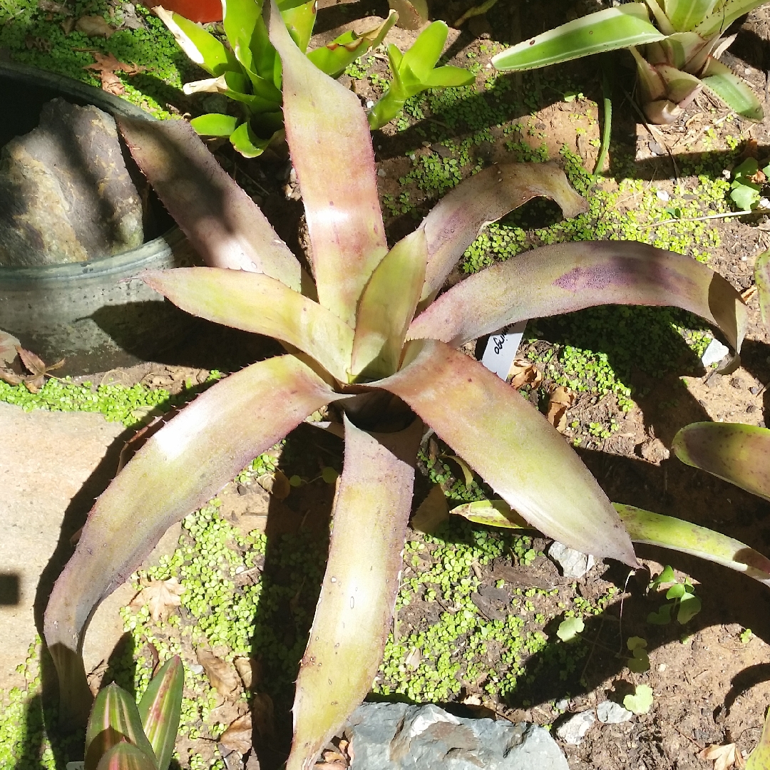 Aechmea Flamingo in the GardenTags plant encyclopedia