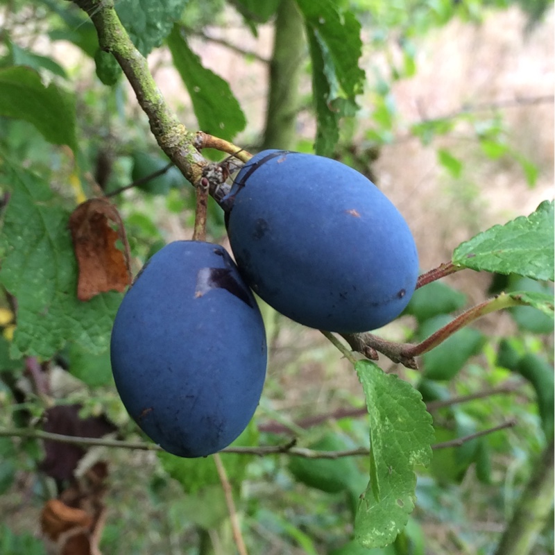 Damson Tree Shropshire Prune in the GardenTags plant encyclopedia