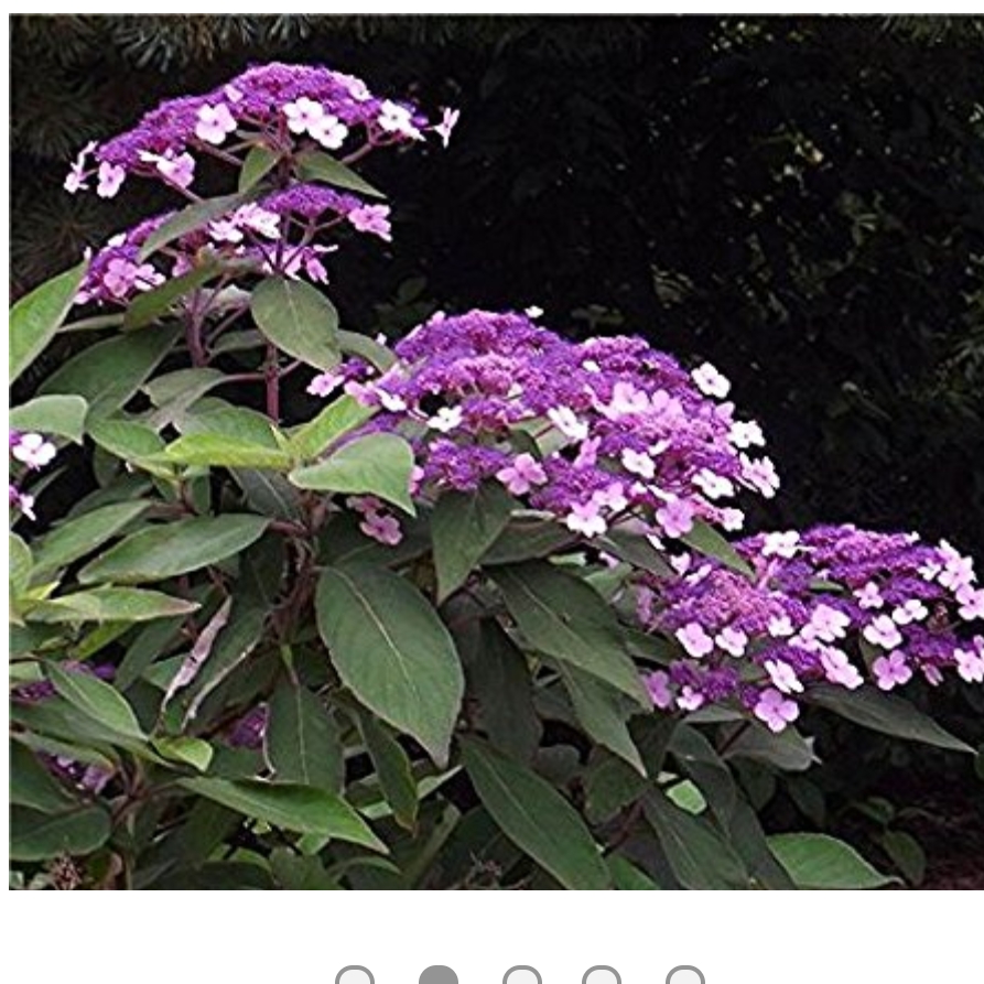 Hydrangea Velvet and Lace in the GardenTags plant encyclopedia