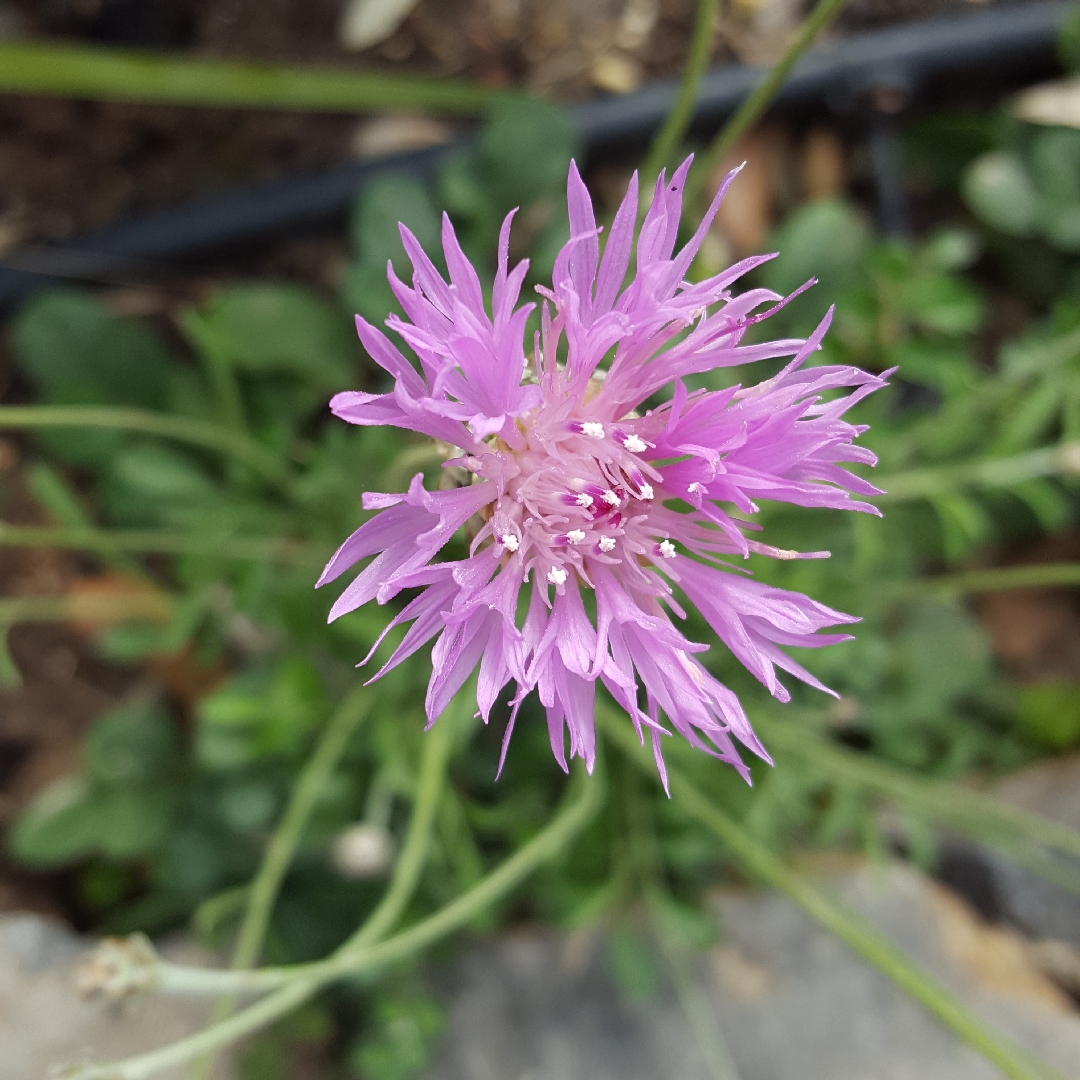 Common knapweed Bella in the GardenTags plant encyclopedia