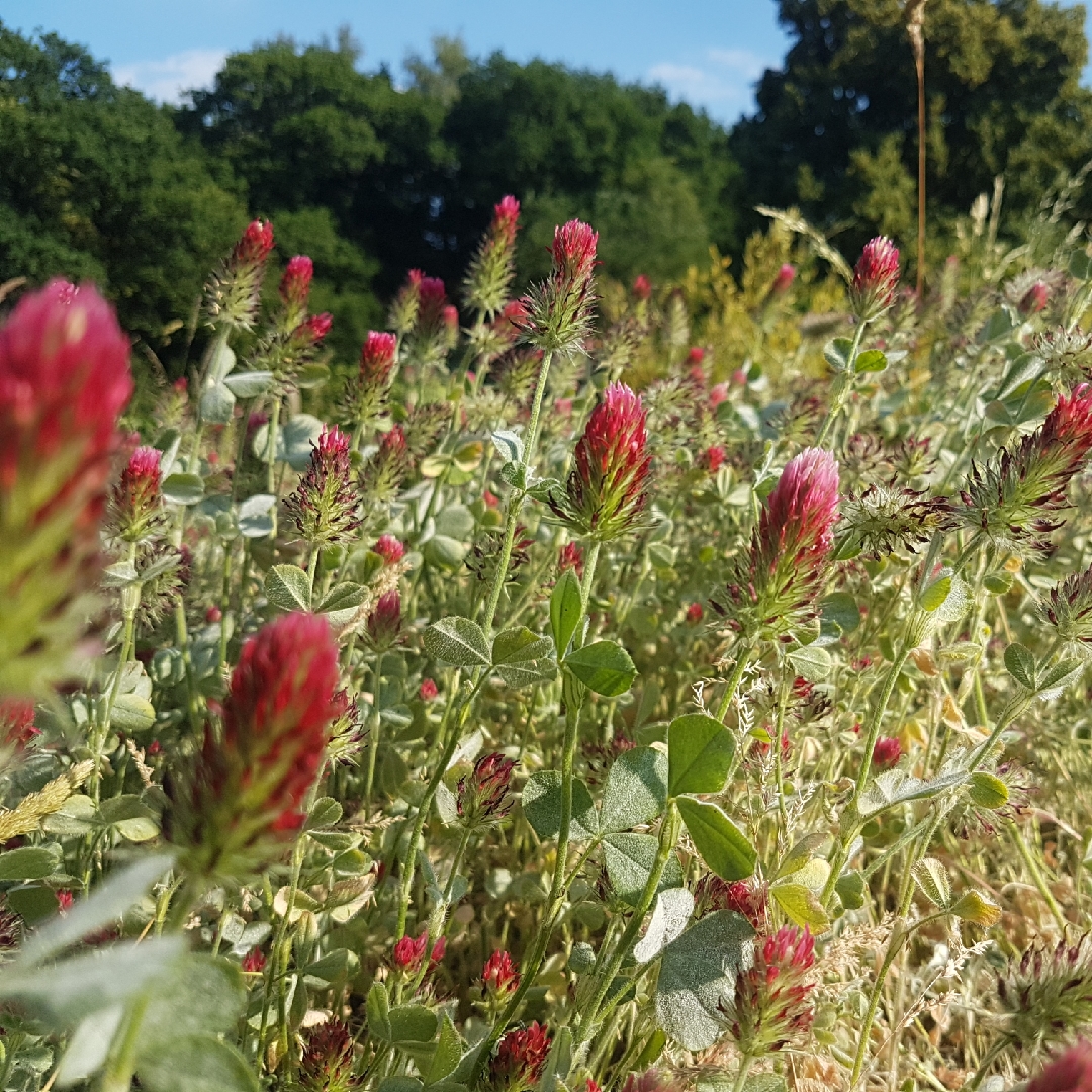 Crimson Clover in the GardenTags plant encyclopedia