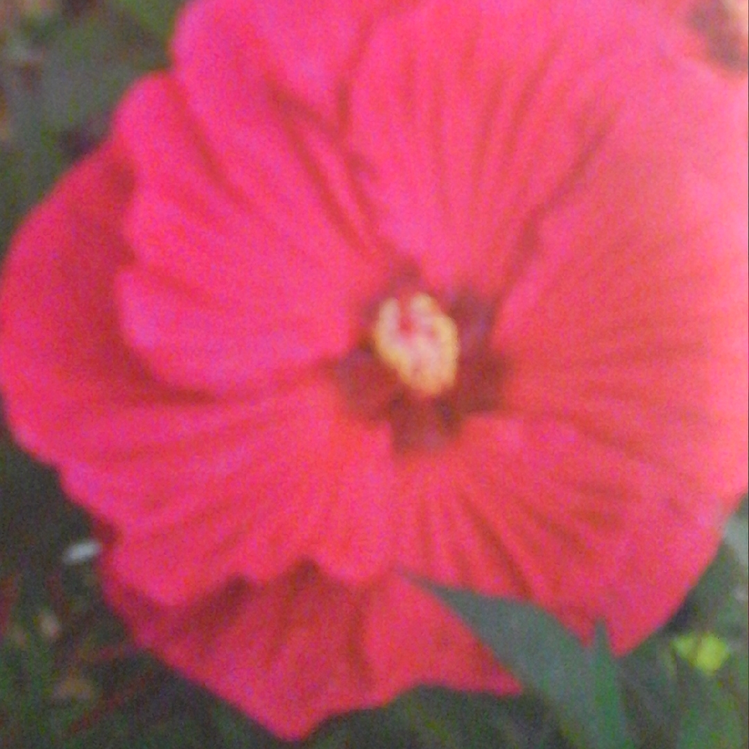 Hibiscus Summer in Paradise in the GardenTags plant encyclopedia