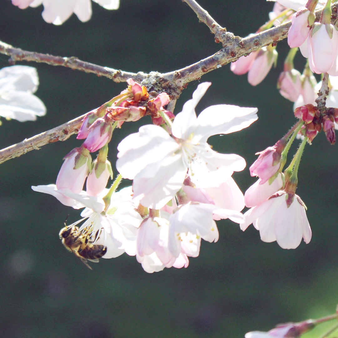 Japanese Flowering Cherry in the GardenTags plant encyclopedia