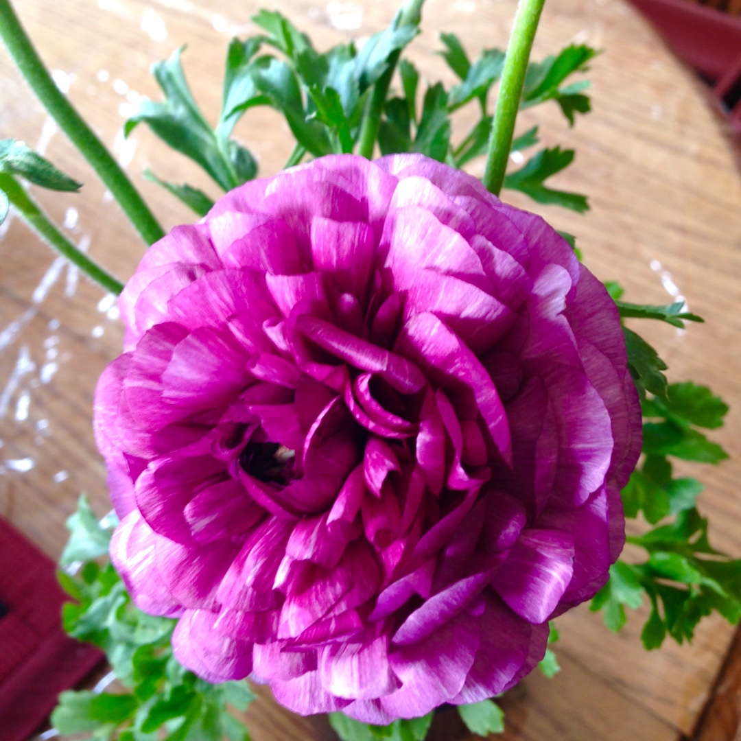 Persian Buttercup Mache Mix in the GardenTags plant encyclopedia