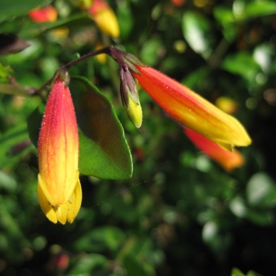 Brazilian Fuchsia in the GardenTags plant encyclopedia