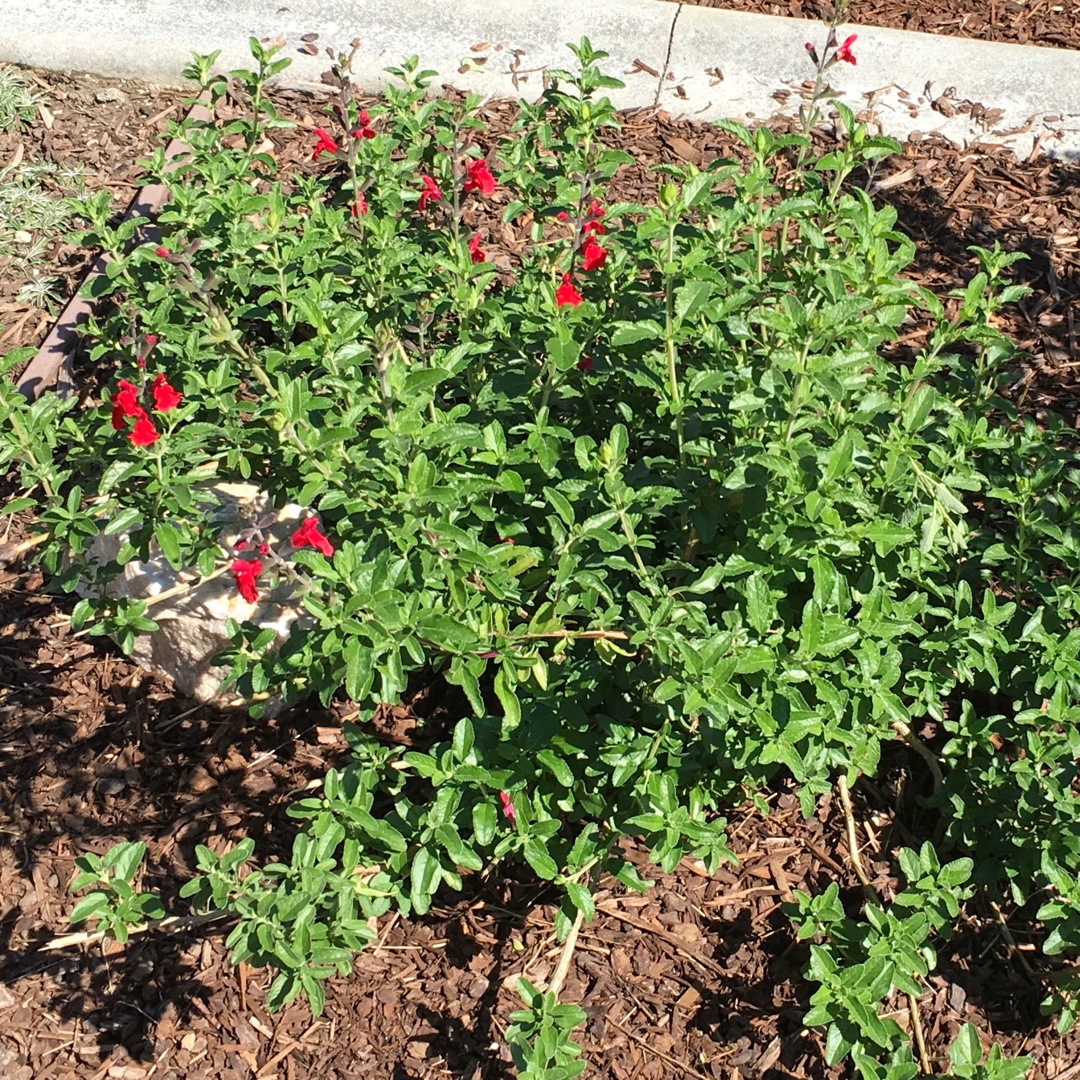 Fire Dancer Sage in the GardenTags plant encyclopedia