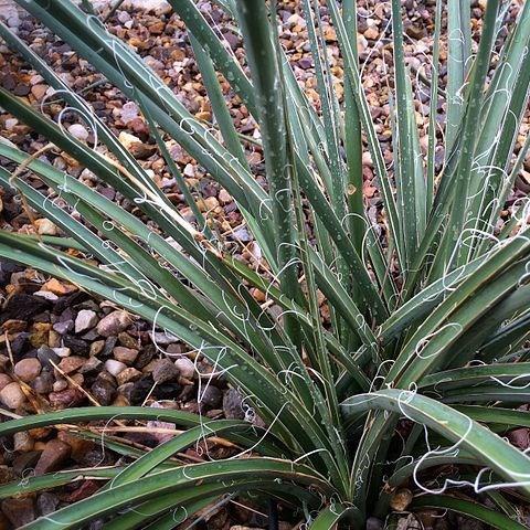 Hummingbird Yucca in the GardenTags plant encyclopedia