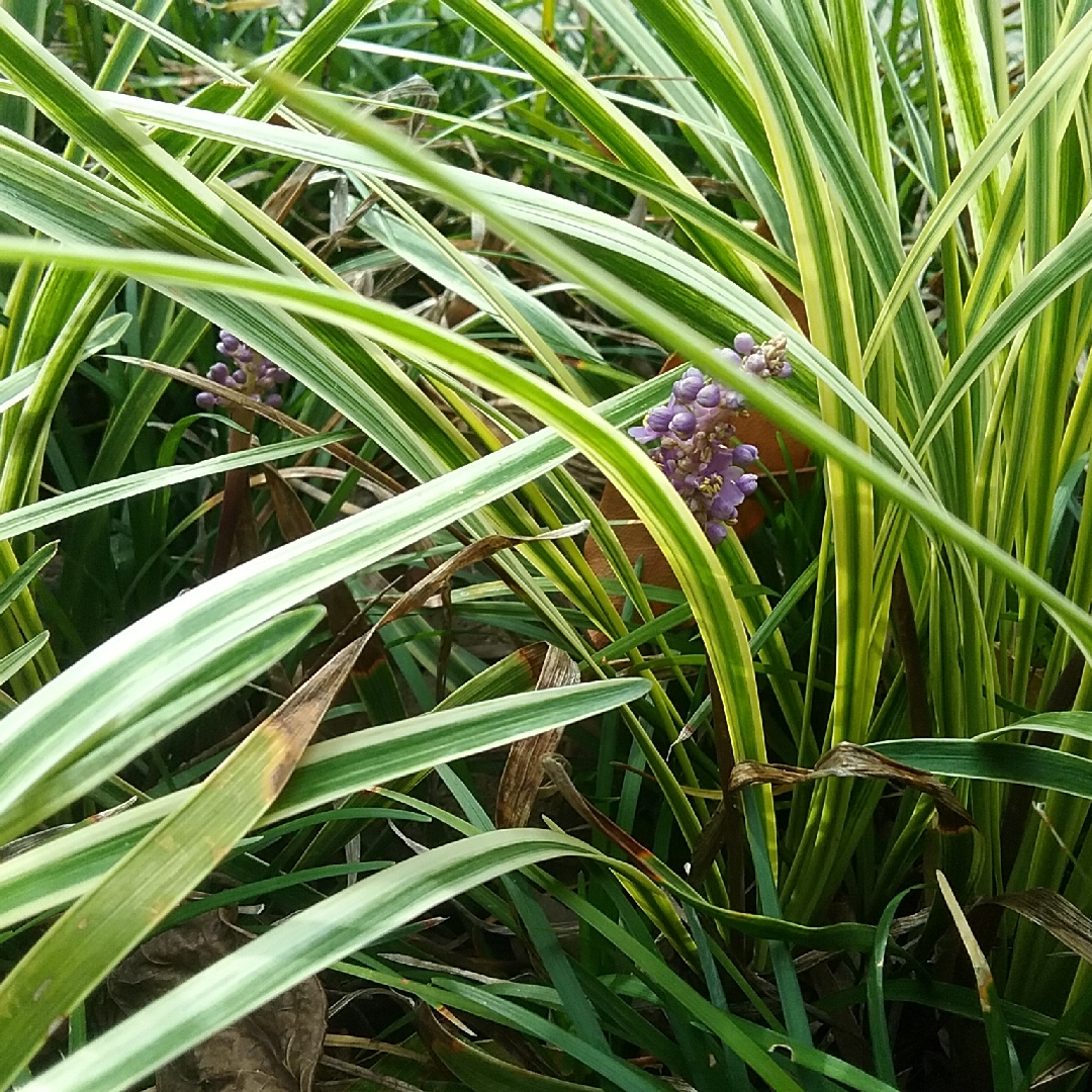 Lilyturf Variegata in the GardenTags plant encyclopedia