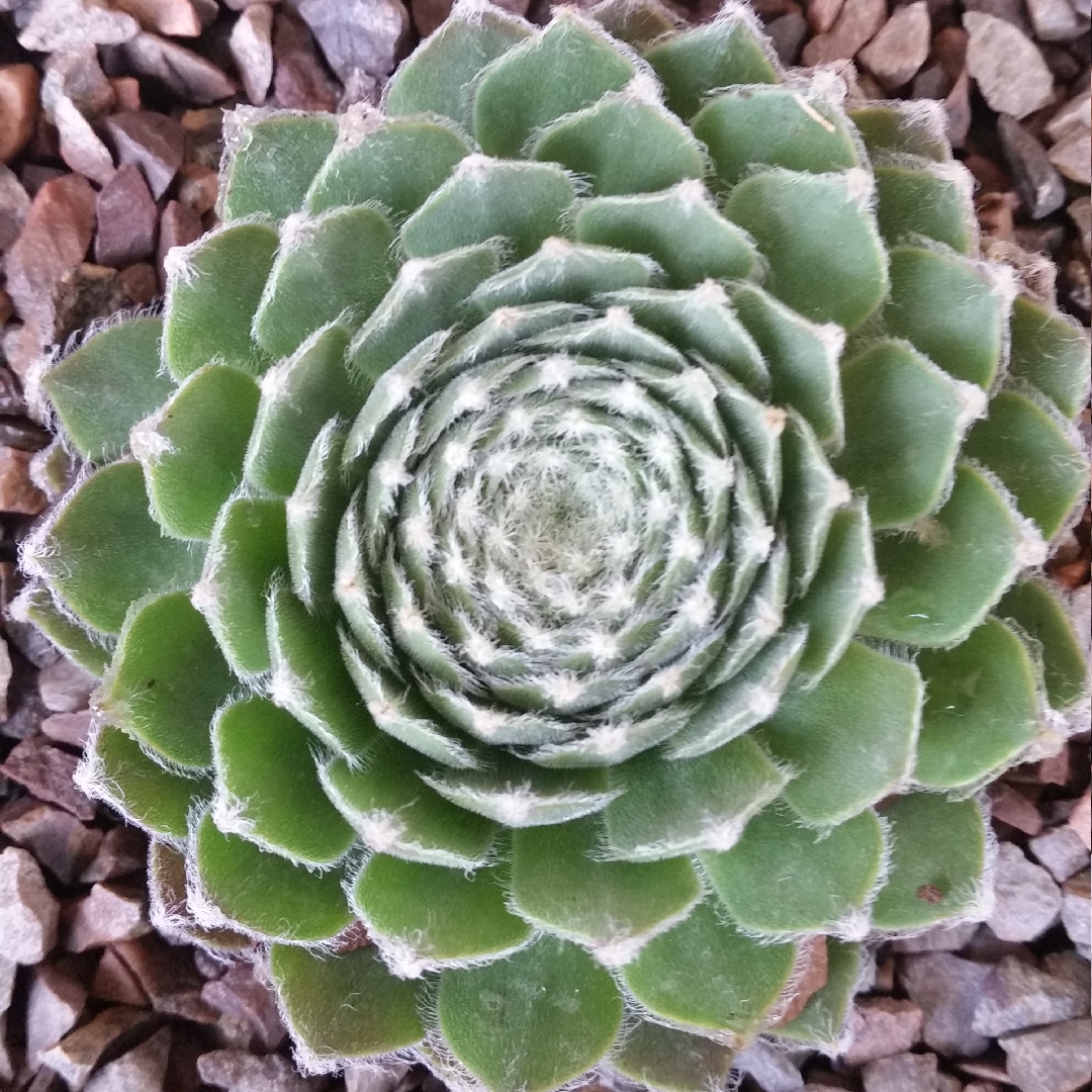 Sempervivum Pacific Feather Power in the GardenTags plant encyclopedia