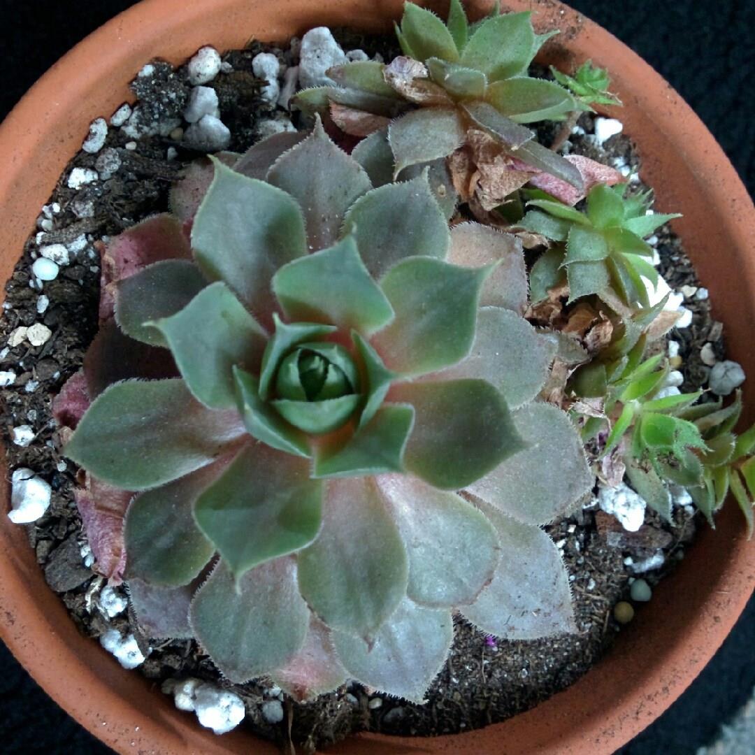 Sempervivum Silverine in the GardenTags plant encyclopedia