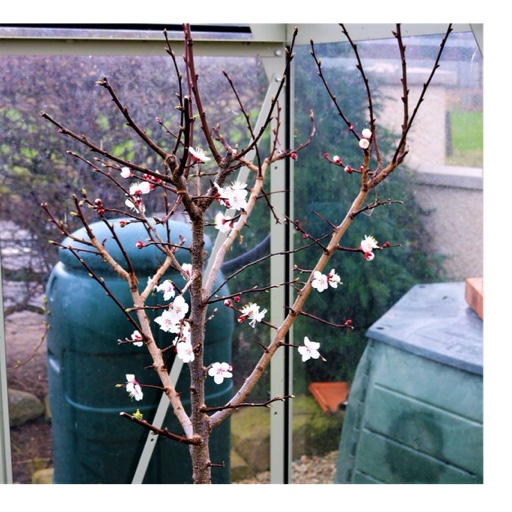 Apricot Tree in the GardenTags plant encyclopedia