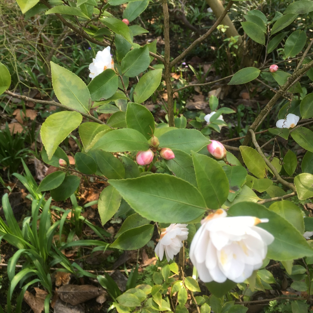 Cupids Camellia in the GardenTags plant encyclopedia