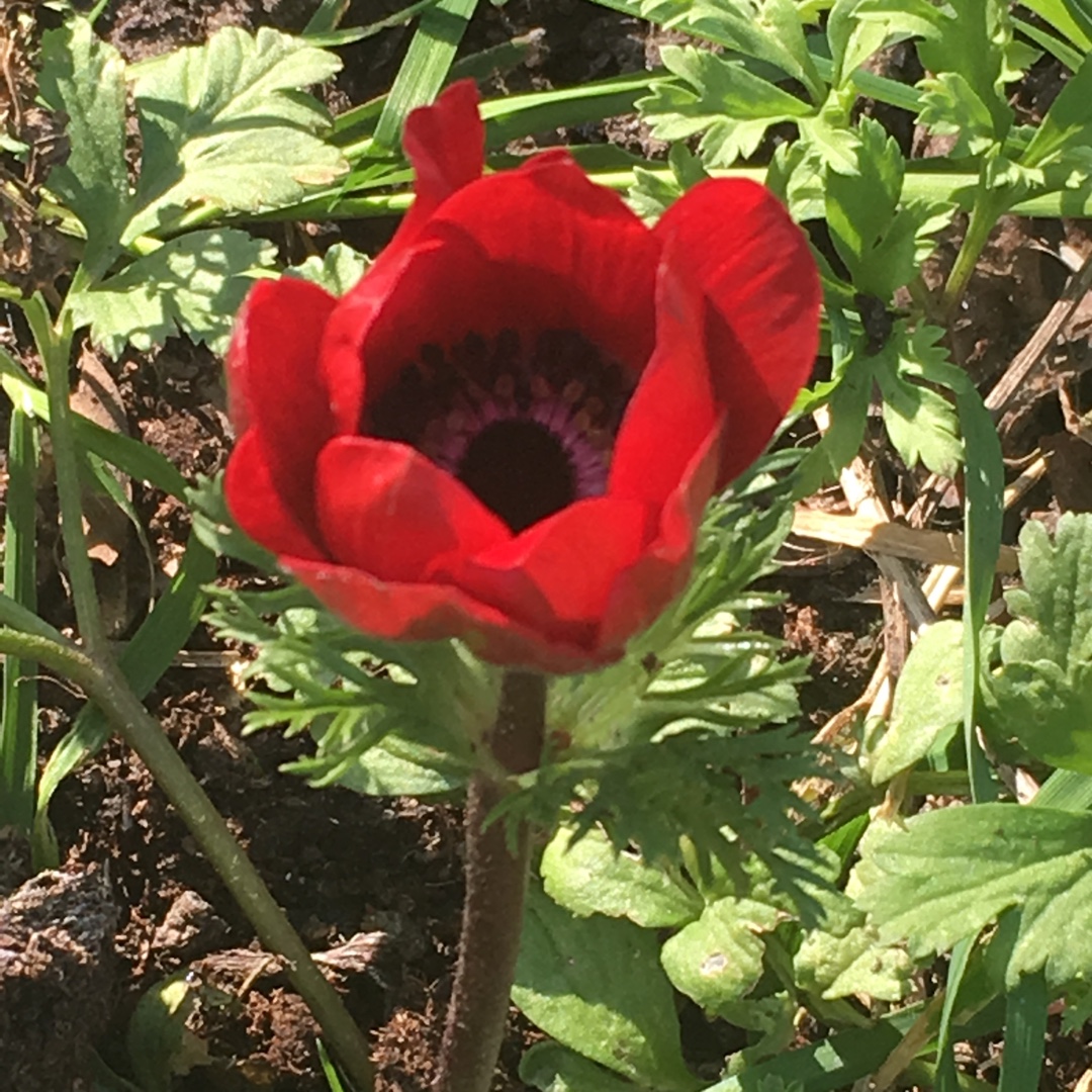 Anemone De Caen Red in the GardenTags plant encyclopedia