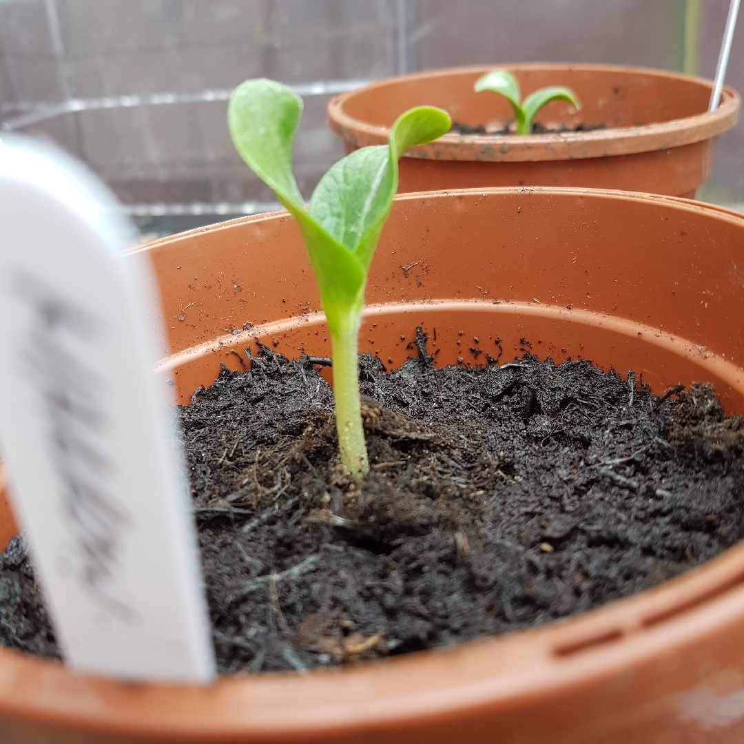 Marrow Long Green Bush 2 in the GardenTags plant encyclopedia