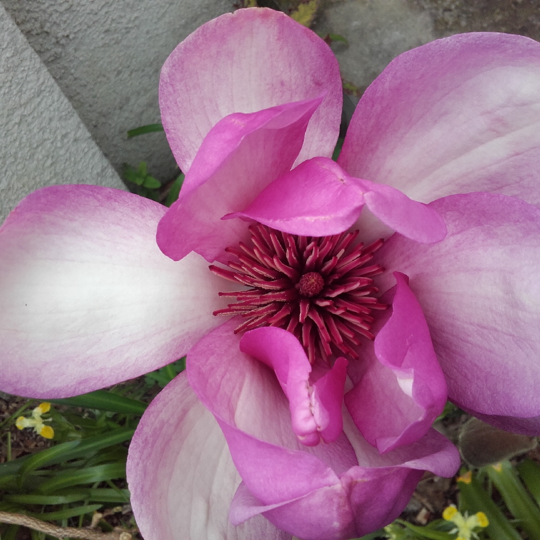 Magnolia Apollo in the GardenTags plant encyclopedia