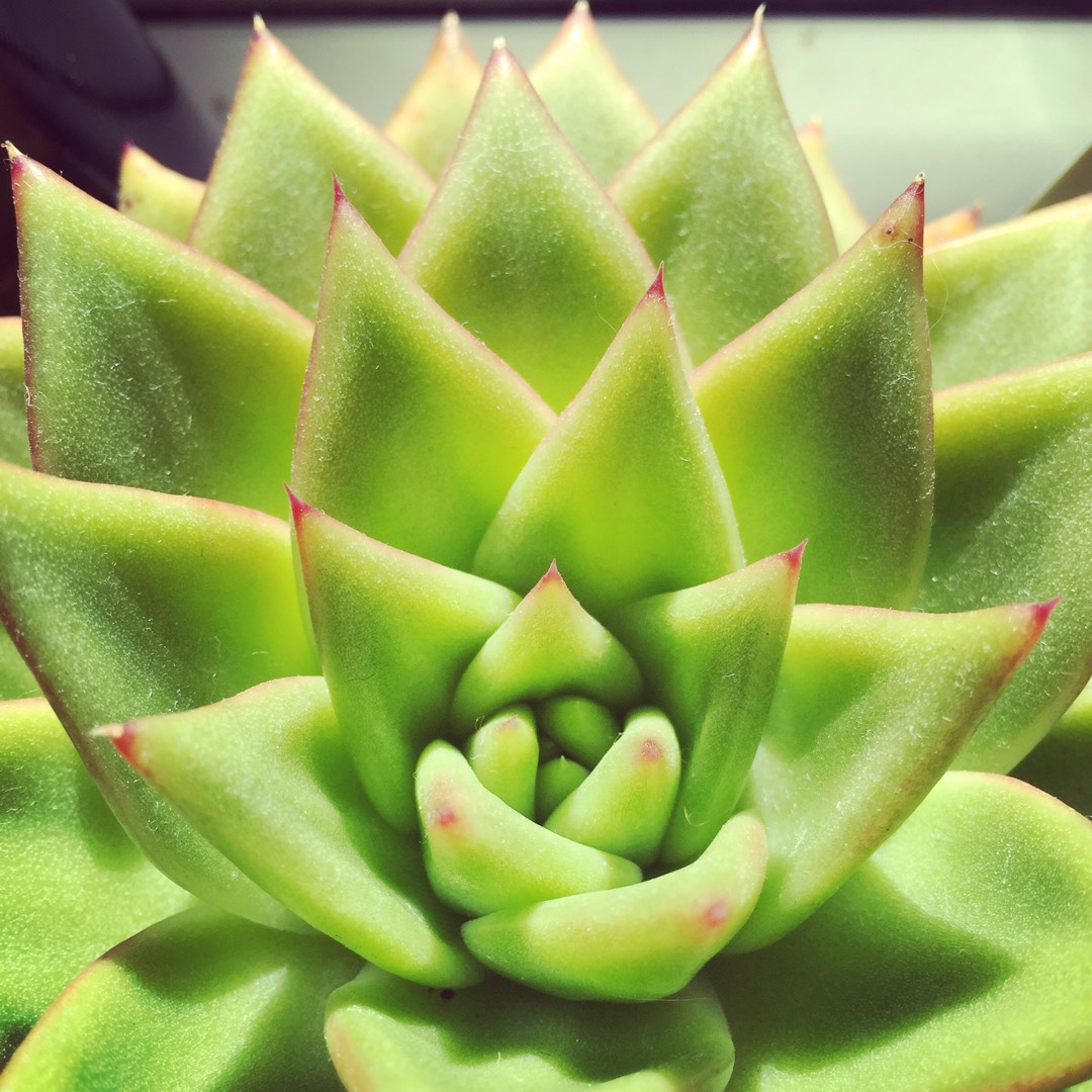 Echeveria Agavoides in the GardenTags plant encyclopedia