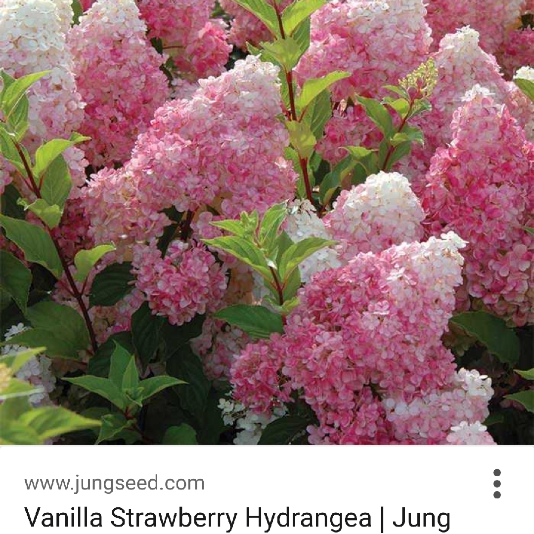 Hydrangea Strawberry & Vanilla in the GardenTags plant encyclopedia