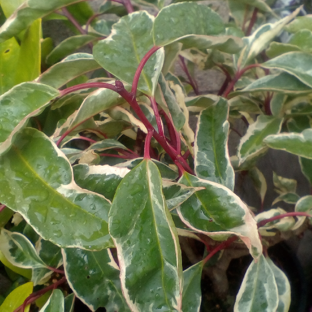 Portugese Laurel (Variegated) in the GardenTags plant encyclopedia