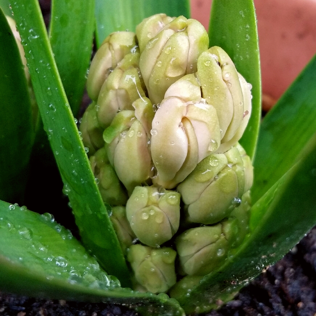 Hyacinth Fondant in the GardenTags plant encyclopedia