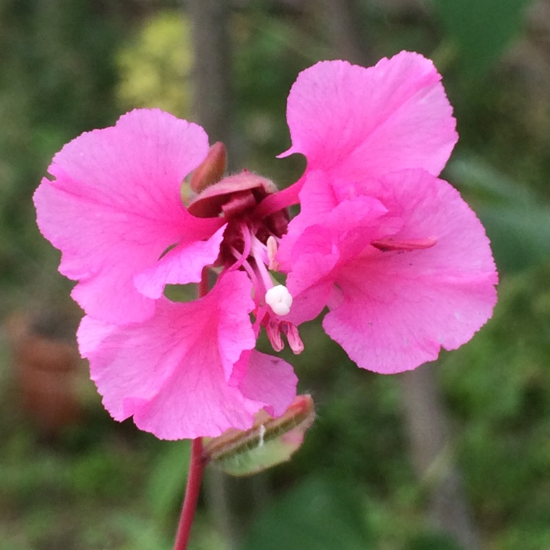 Clarkia unguicularis, Woodland Clarkia in GardenTags plant encyclopedia