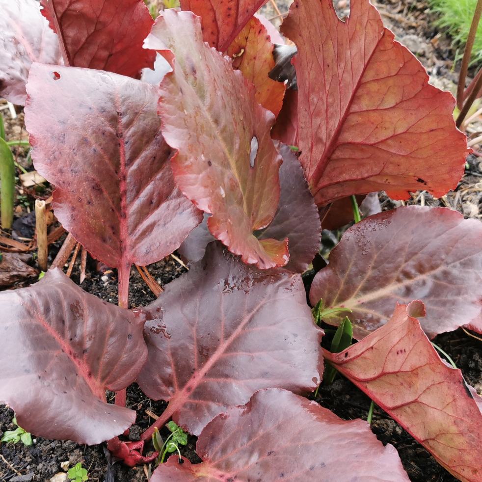 Purple Elephants Ears in the GardenTags plant encyclopedia