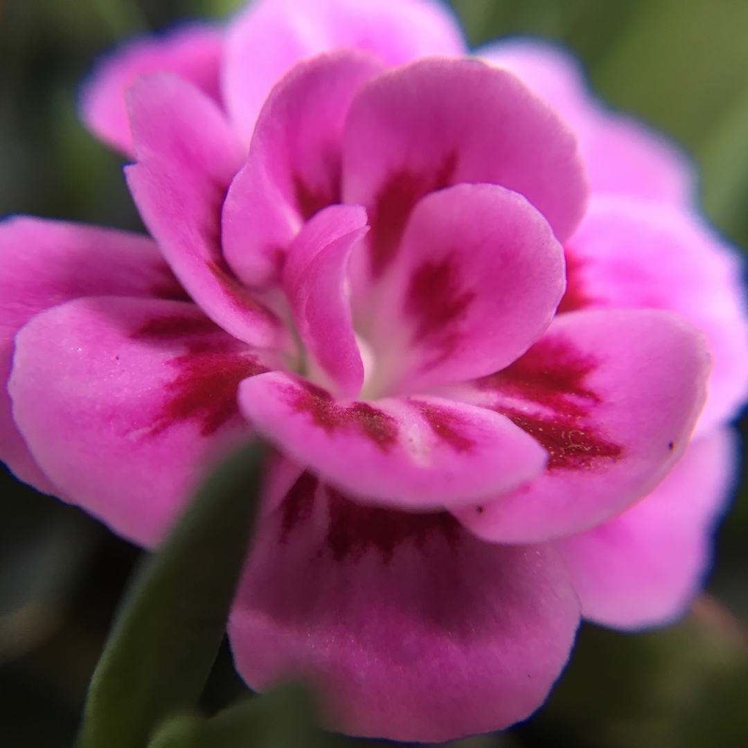 Dianthus Kahori in the GardenTags plant encyclopedia