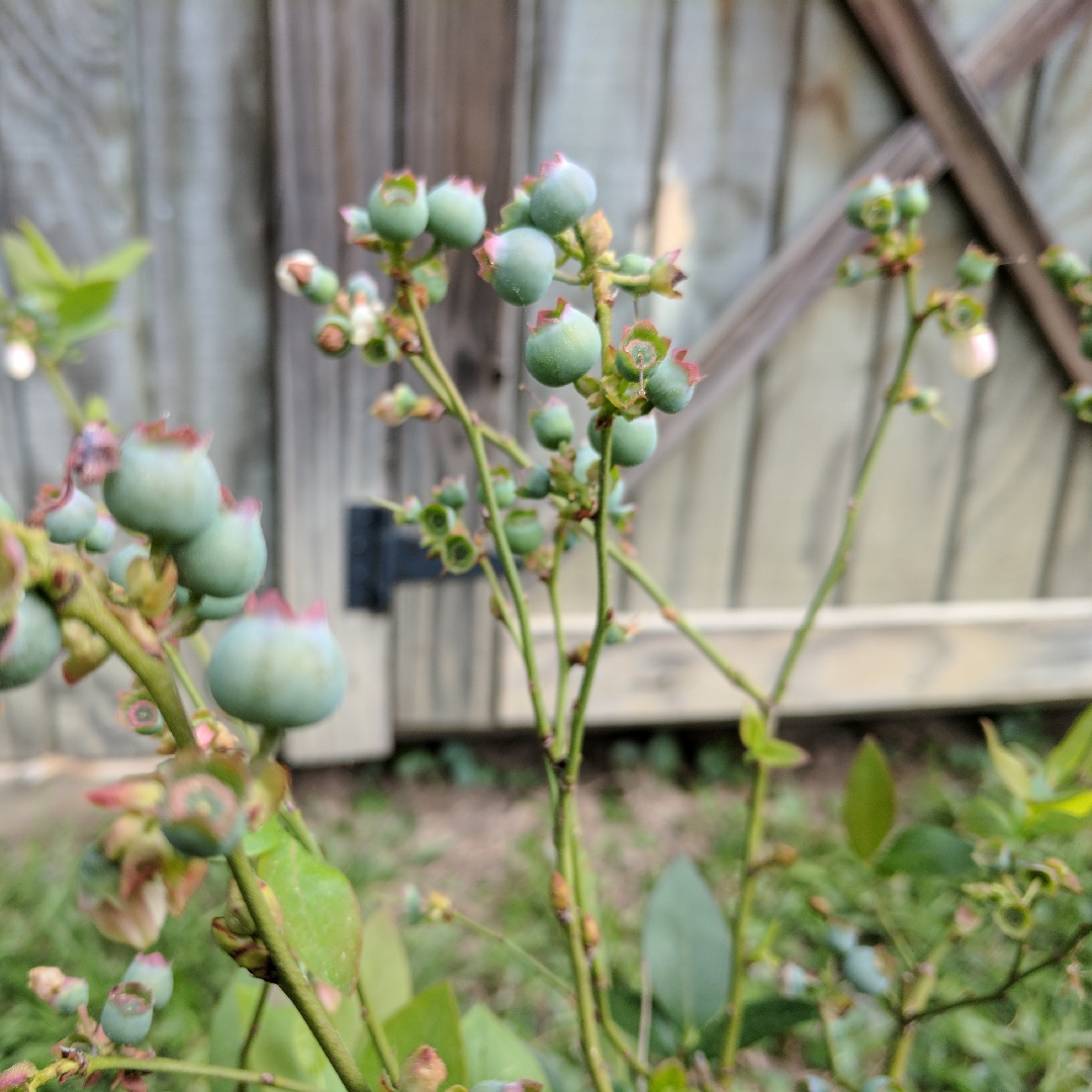 Rabbiteye Blueberry in the GardenTags plant encyclopedia