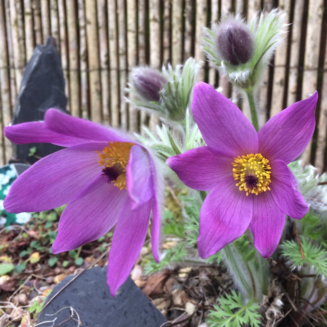 Pasqueflower Pinwheel Blue Violet Shades in the GardenTags plant encyclopedia