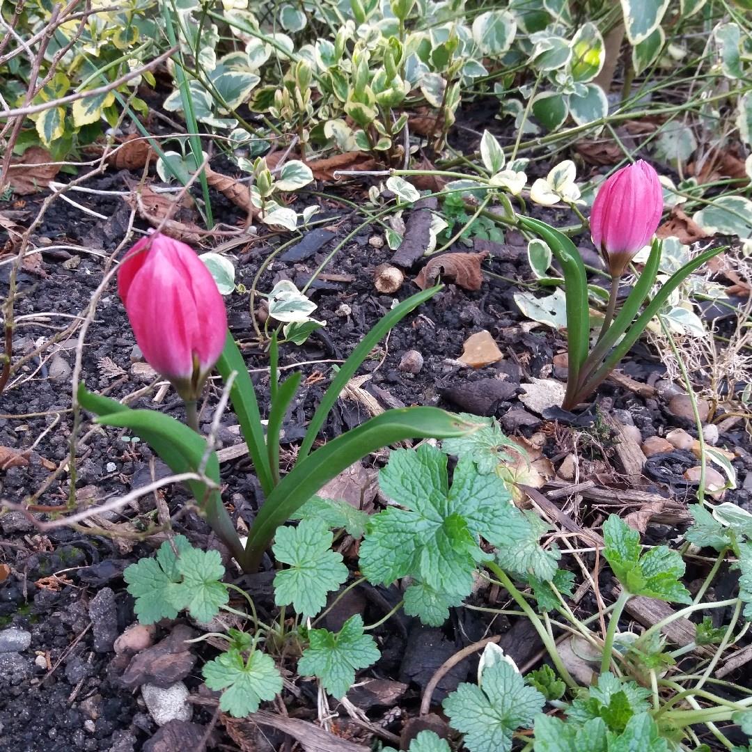 Tulip (Species) Low-growing Tulip Pink Charm in the GardenTags plant encyclopedia