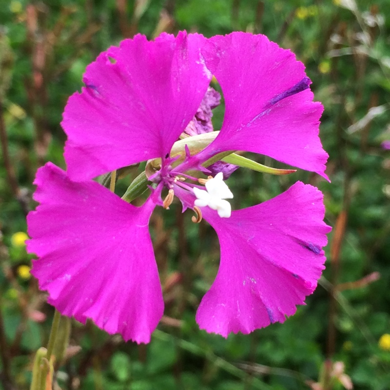 Deerhorn Clarkia in the GardenTags plant encyclopedia