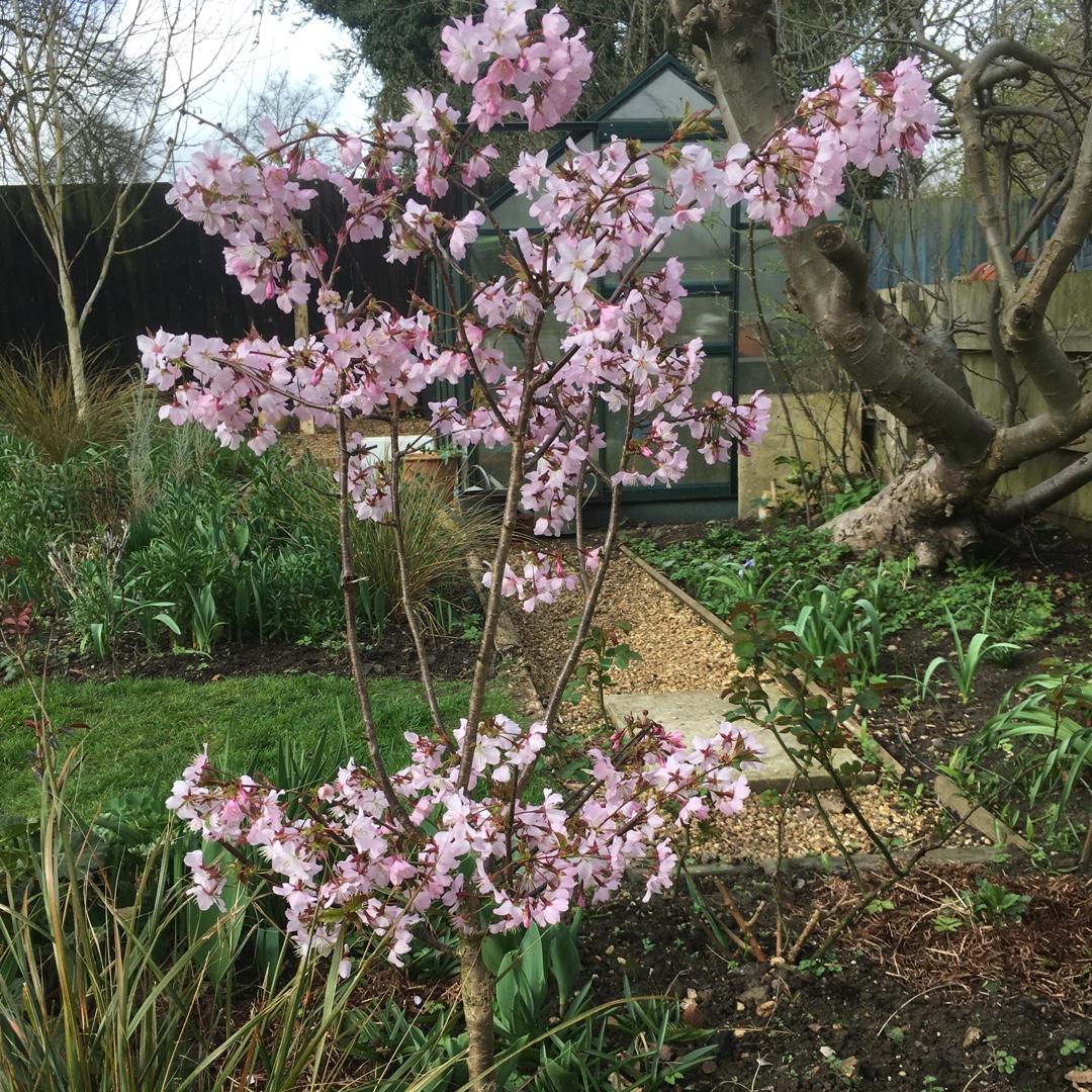 Japanese alpine cherry Ruby in the GardenTags plant encyclopedia