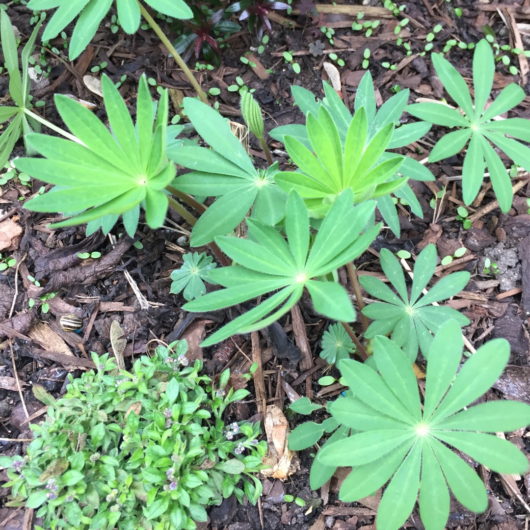 Lupin Russel Hybrid Mix in the GardenTags plant encyclopedia