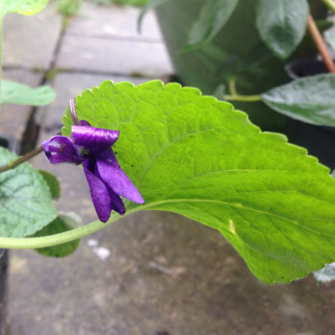 Sweet Violet Baronne Alice de Rothschild in the GardenTags plant encyclopedia