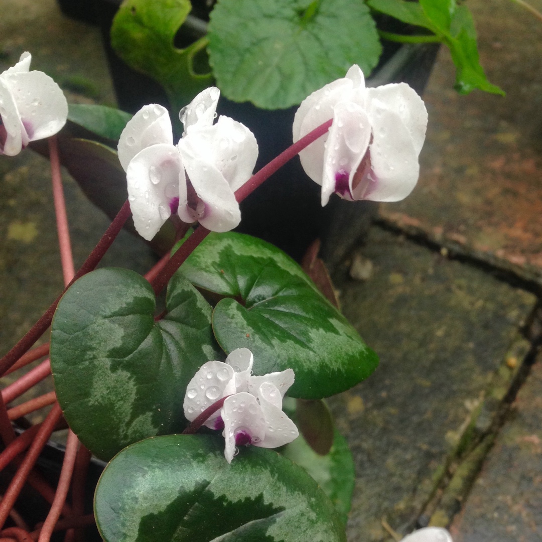 Cyclamen (Species) Eastern Sowbread Album in the GardenTags plant encyclopedia