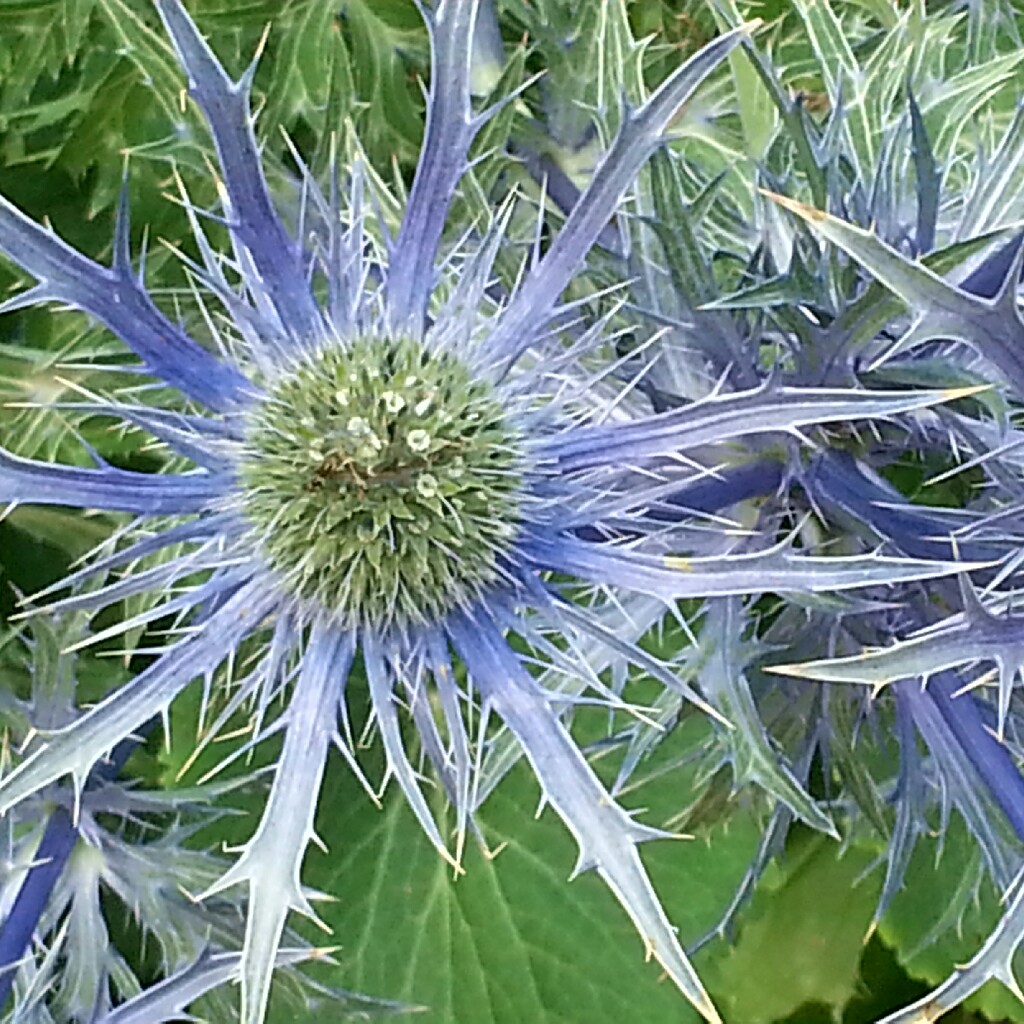 Sea Holly Jos Eijking in the GardenTags plant encyclopedia