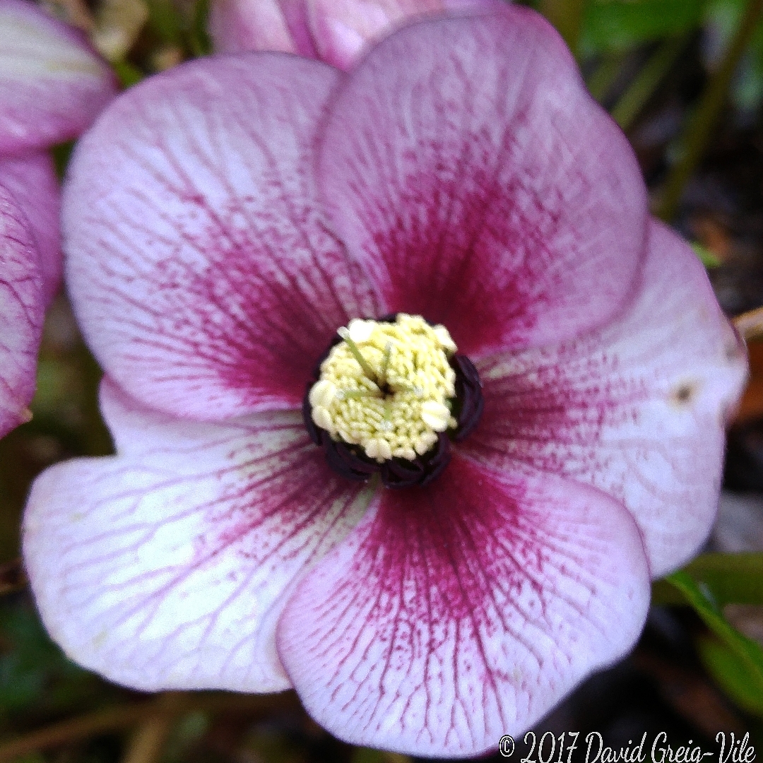 Hellebore Washfield Queen in the GardenTags plant encyclopedia