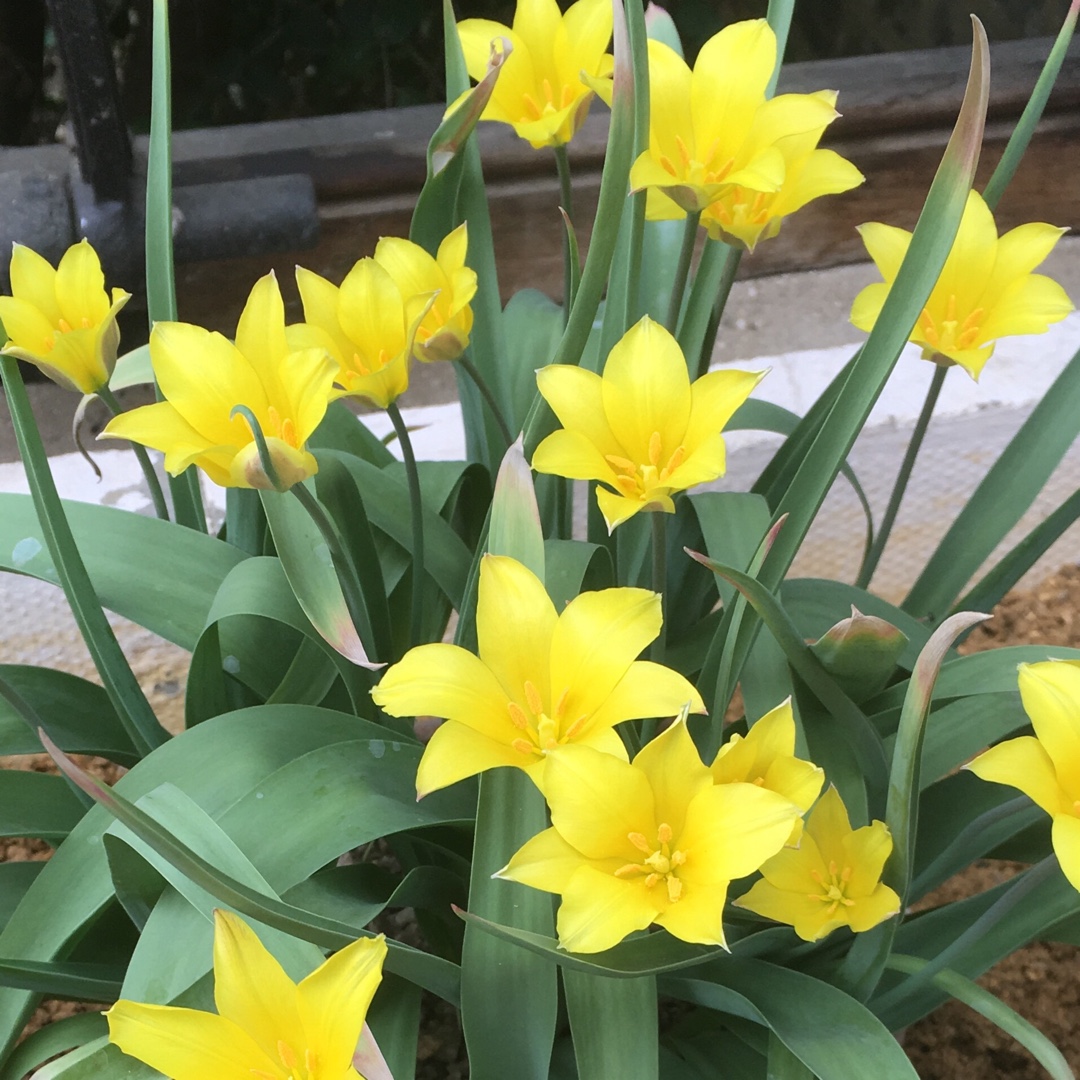 Tulip (Species) Cowslip-scented Tulip in the GardenTags plant encyclopedia