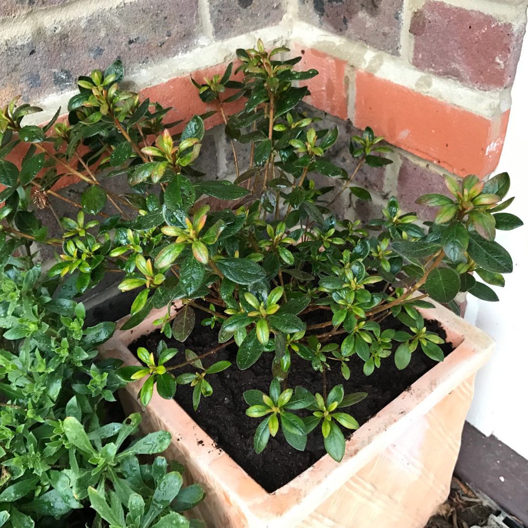 Azalea kaempferi Orange King in the GardenTags plant encyclopedia