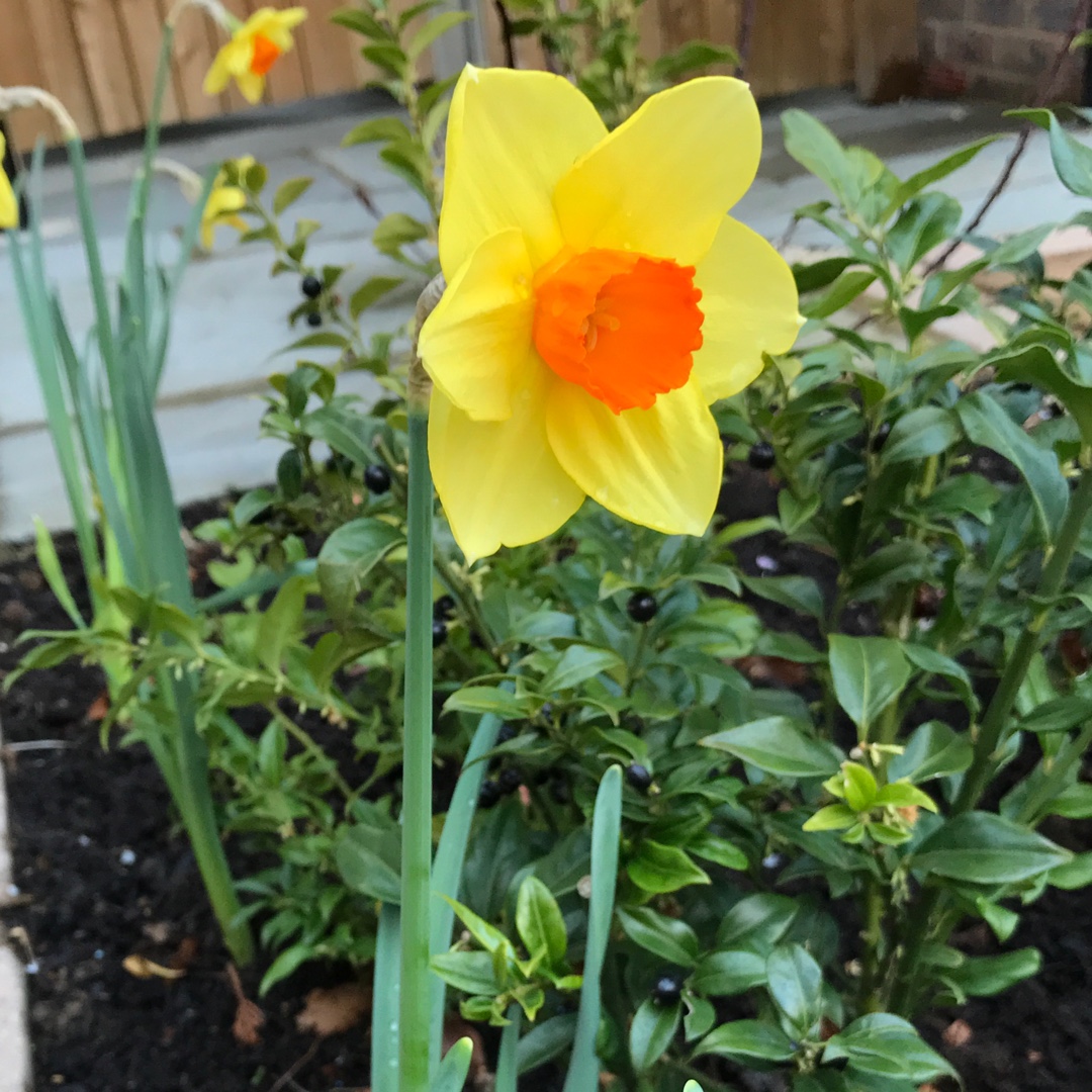 Daffodil Hollywood (Large-cupped) in the GardenTags plant encyclopedia