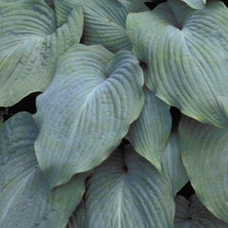 Plantain Lily Blue Angel in the GardenTags plant encyclopedia