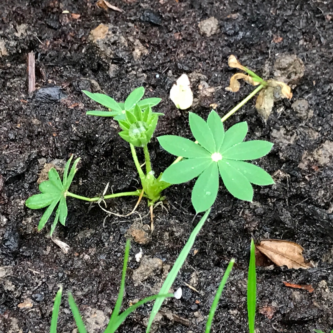 Lupin Gallery White in the GardenTags plant encyclopedia